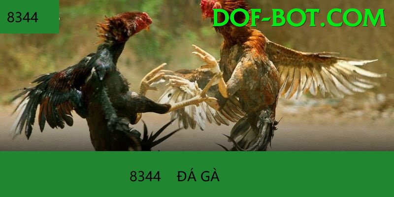 Đá Gà Trực Tiếp - fc88